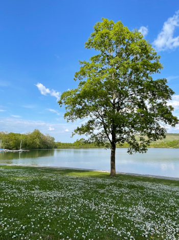 Blumenmeer